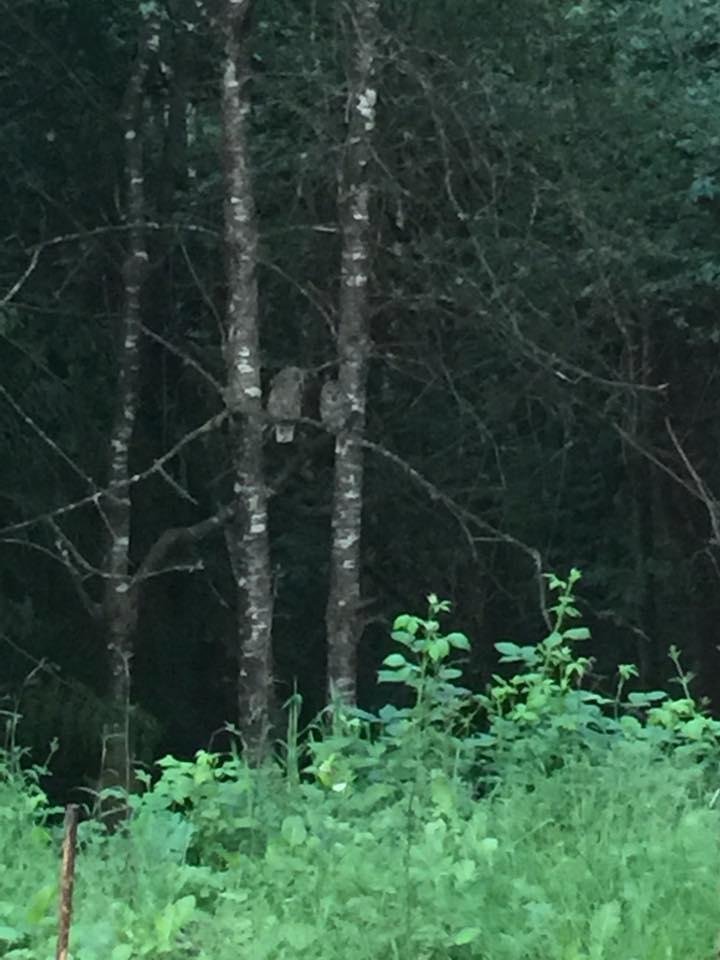 On our property two owls!