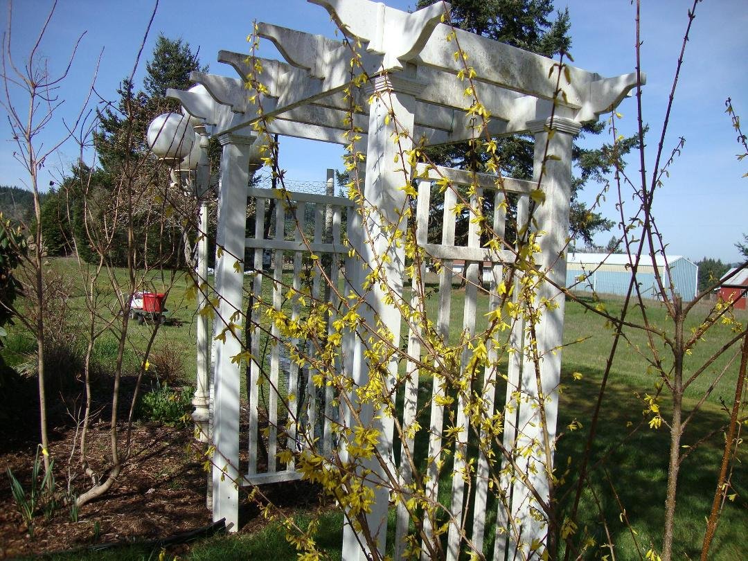Forsythia shrub, sure sign of spring!
