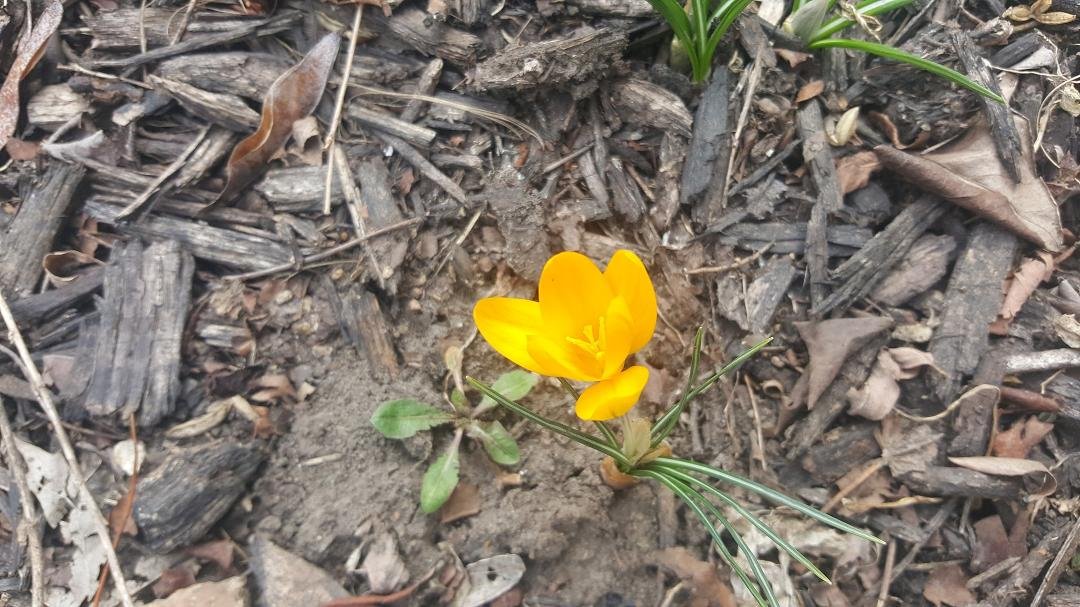 First bloom