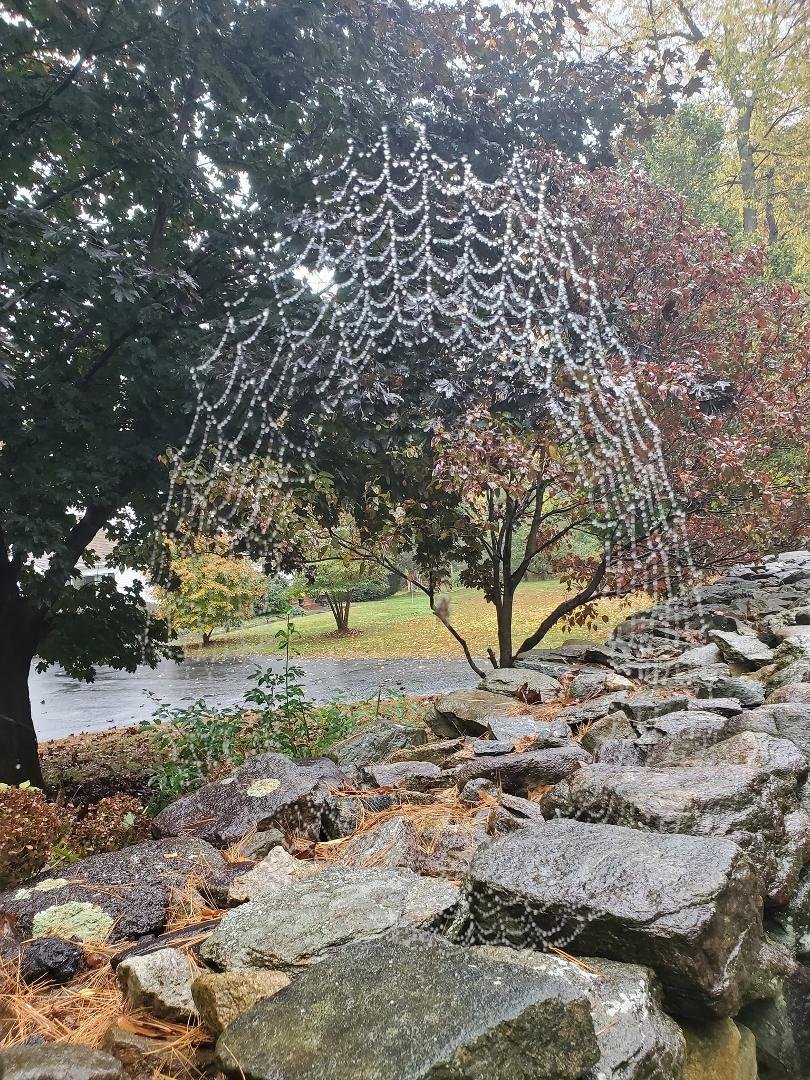 On this gloomy rainy Friday, its important to remember the wonders of nature. Look at this amazing spider web I was treated to by some hard working spider when I went to get my mail today