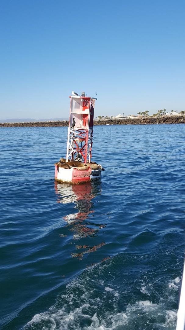 Rather than adding yet another blizzard photo from the current NorE..ster...a moment where my heart and aching knees really live..on that buoy hanging with the seals just off of Redondo Beach.