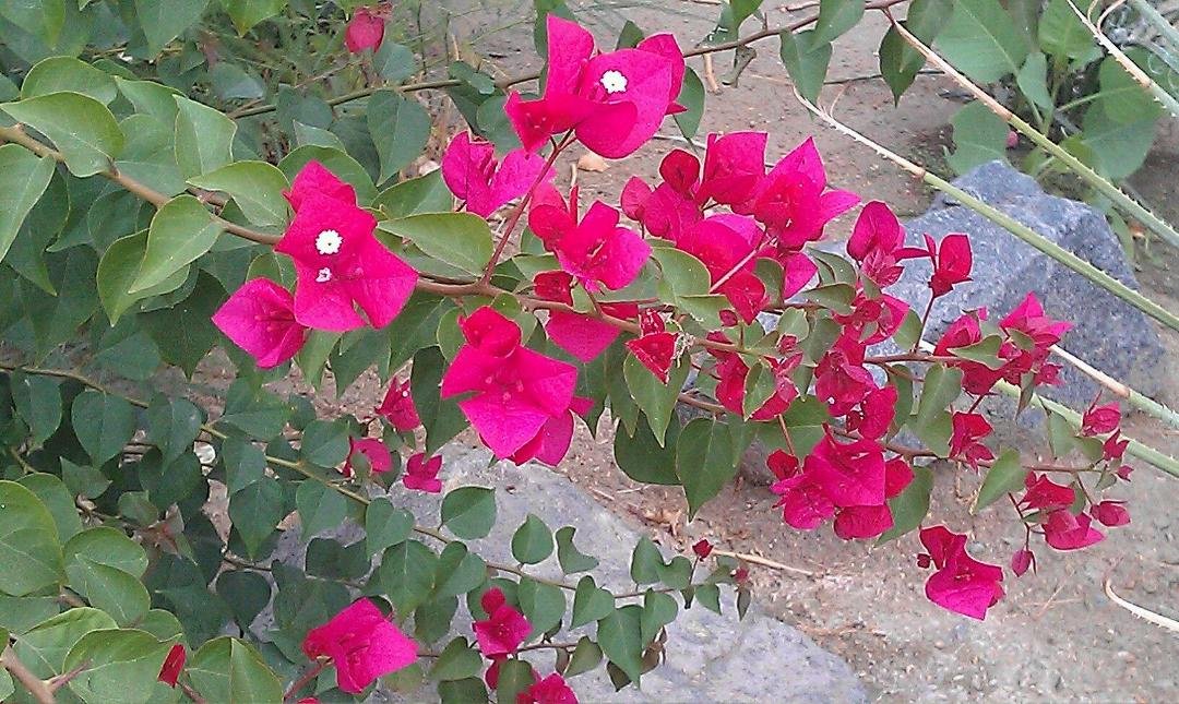 Ellen Soucy's album, Mobile Uploads