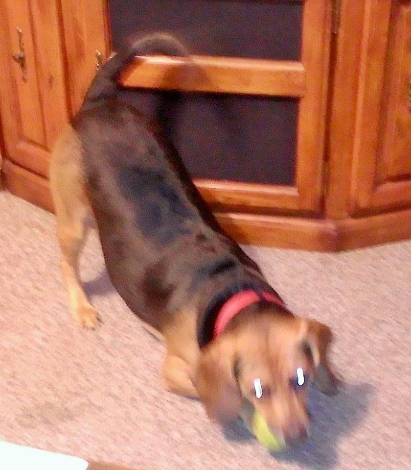 Fred in playtime, loves his balls😍