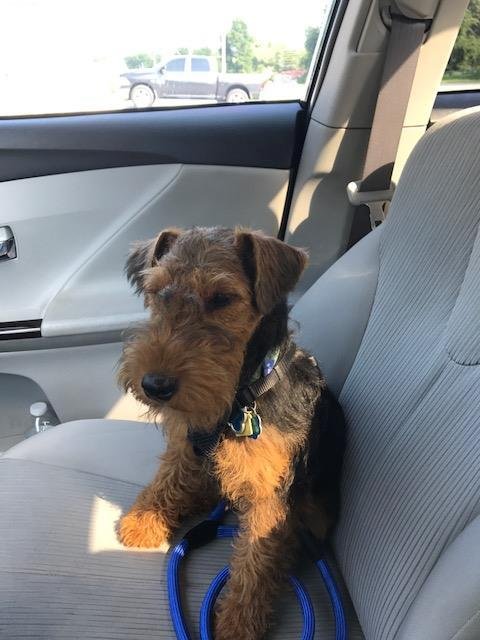 Sitting in the parking lot as Quinn was deciding whether to go into the Vet office. Finally went in and he is all healthy at six months. Has gained 2 lbs and now is a whopping 14.2.