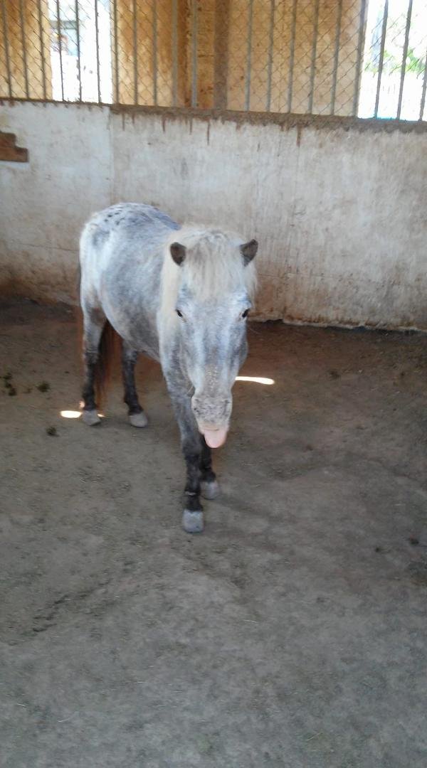 This one here is called a mini horse
