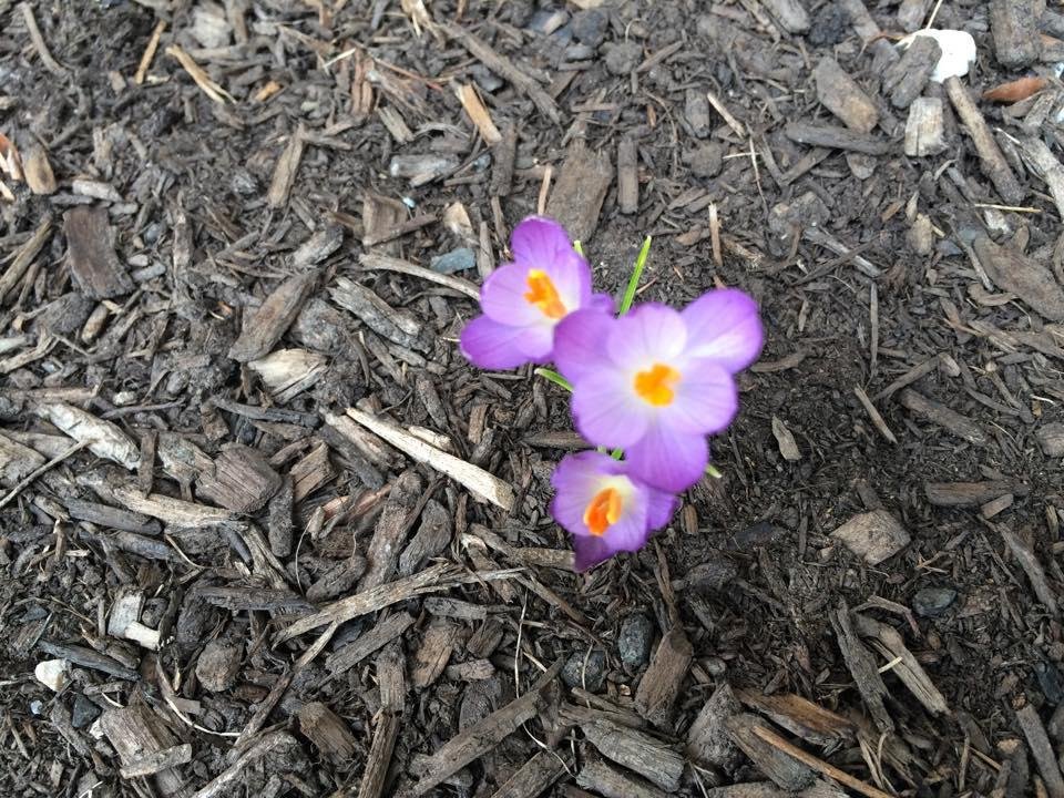 My first spring flower