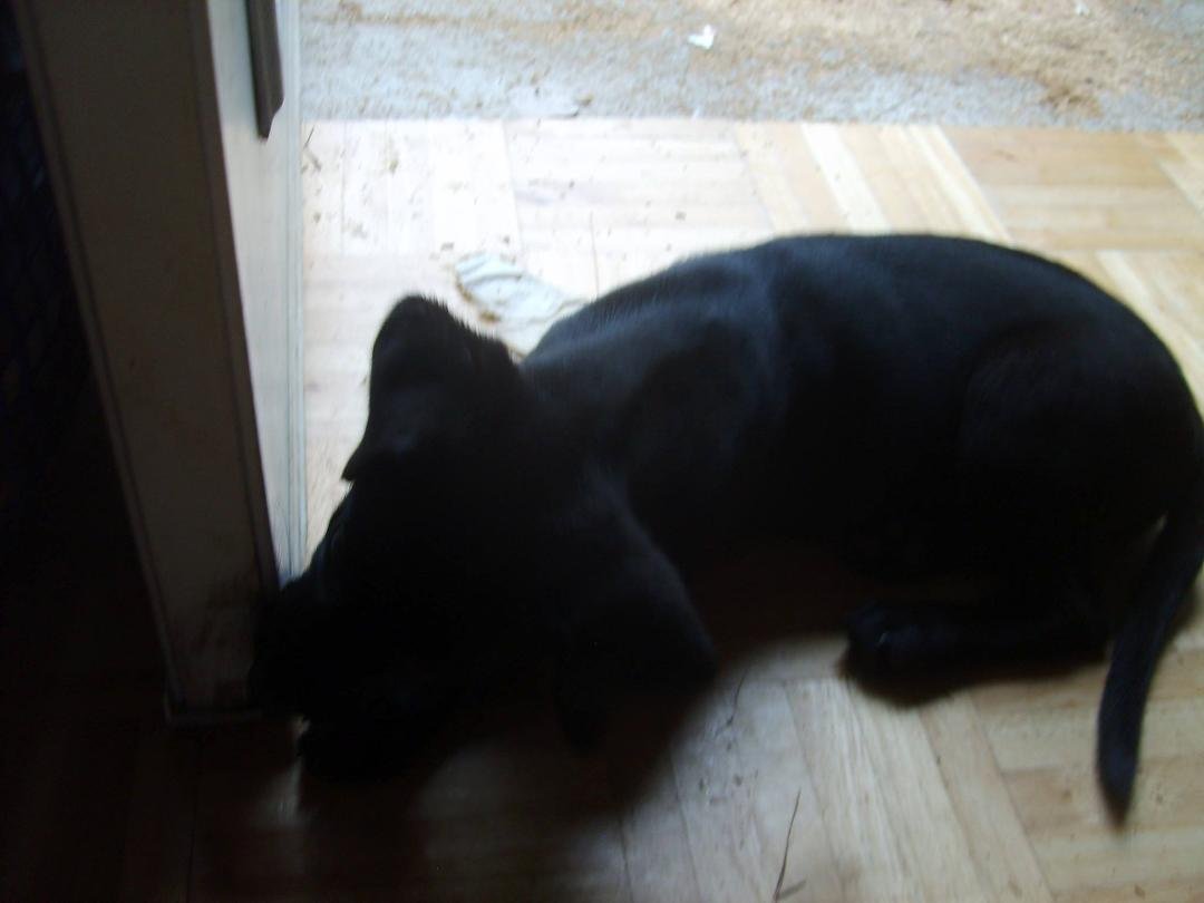 Ailey Anne chewing up my door