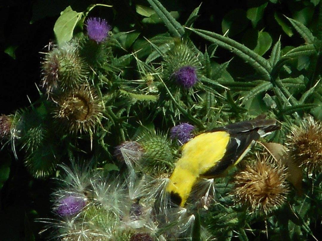 Sandy Best Dalzell's album, Finch