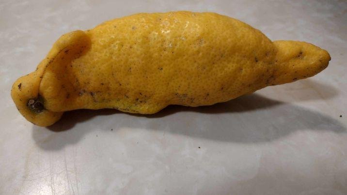 Growing some strange lemons on my tree in Hemet, this one looks like a Walrus.