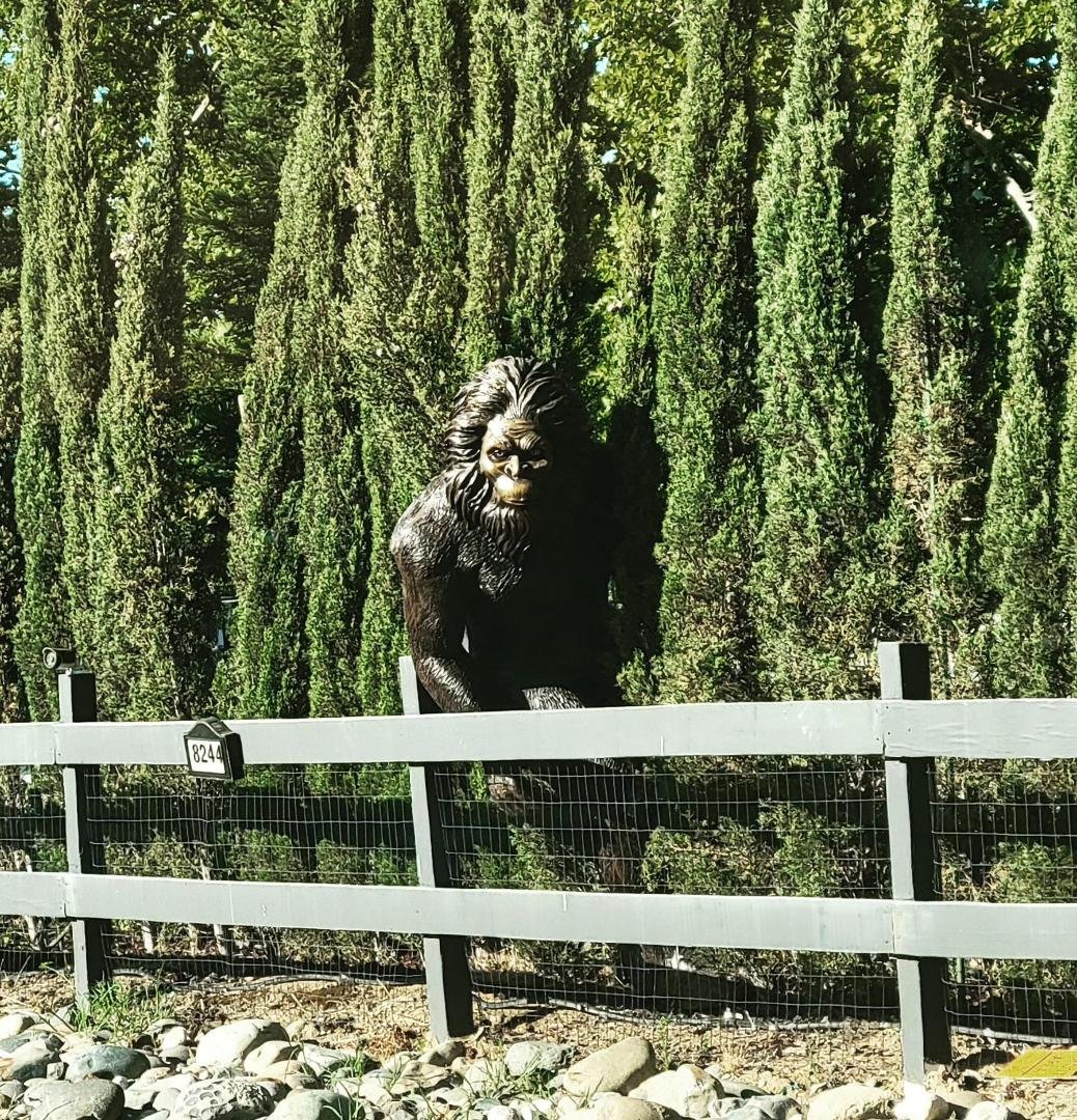 I have proof of Bigfoot!  #bigfootsighting #bigfoot #thingsyouseeinyourneighborhood