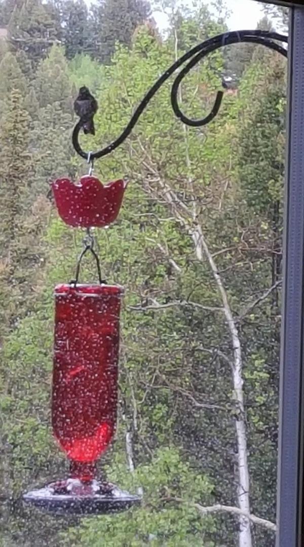 This little guy seeking shelter from the hail.