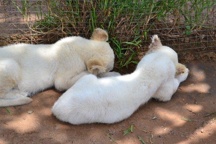 White Lion Cubs I dubbed Simba and Lorilei