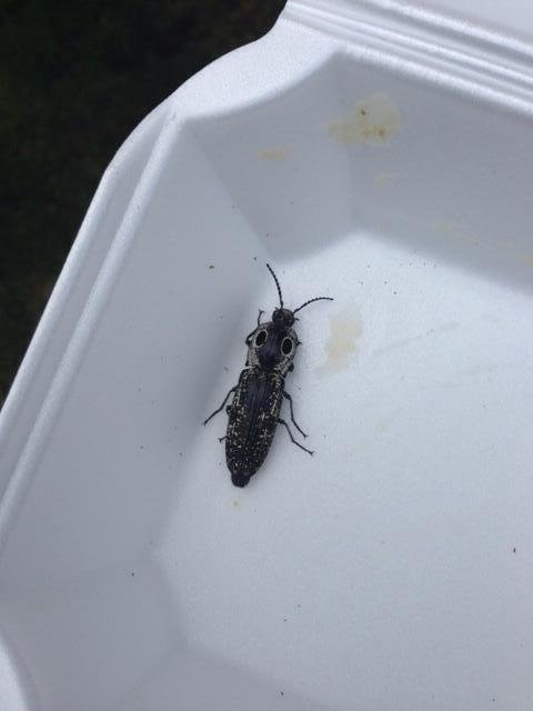Does anyone know what kind of bug this is?  It is black with white spots and about 1 inch long.