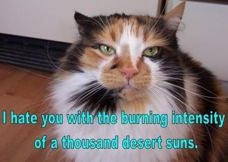 My male cat's attitude today! LOL