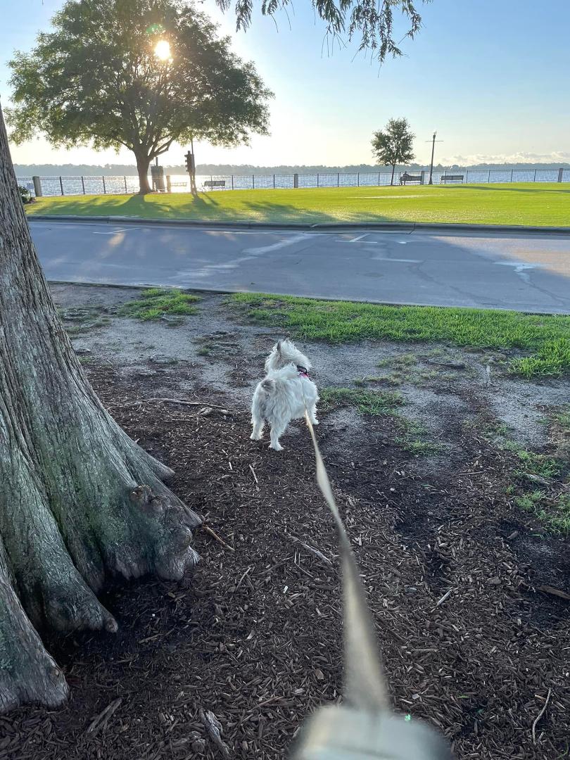 Walking Miss Maggie!