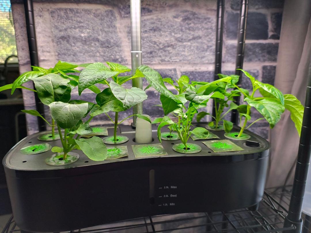Trying a little hydroponics <3