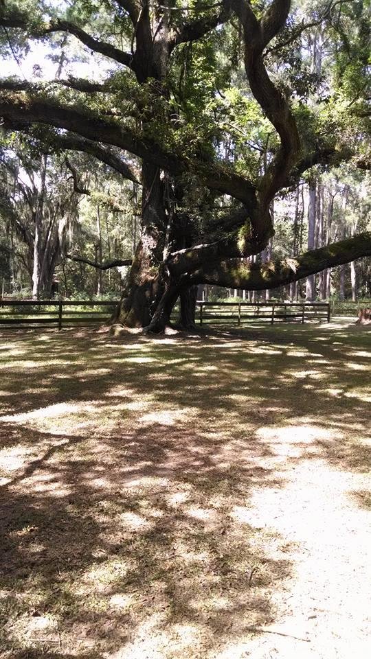 Big oak  tree ln Savannah Ga.