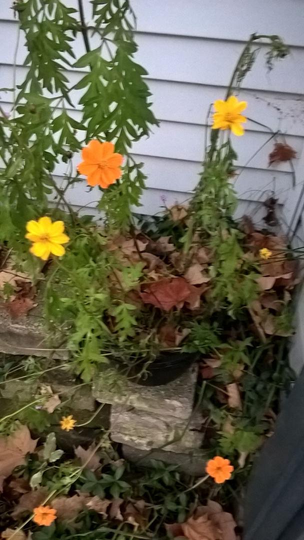 Last flowers of fall