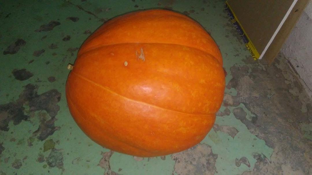 We grew a 42 pound pumpkin!
