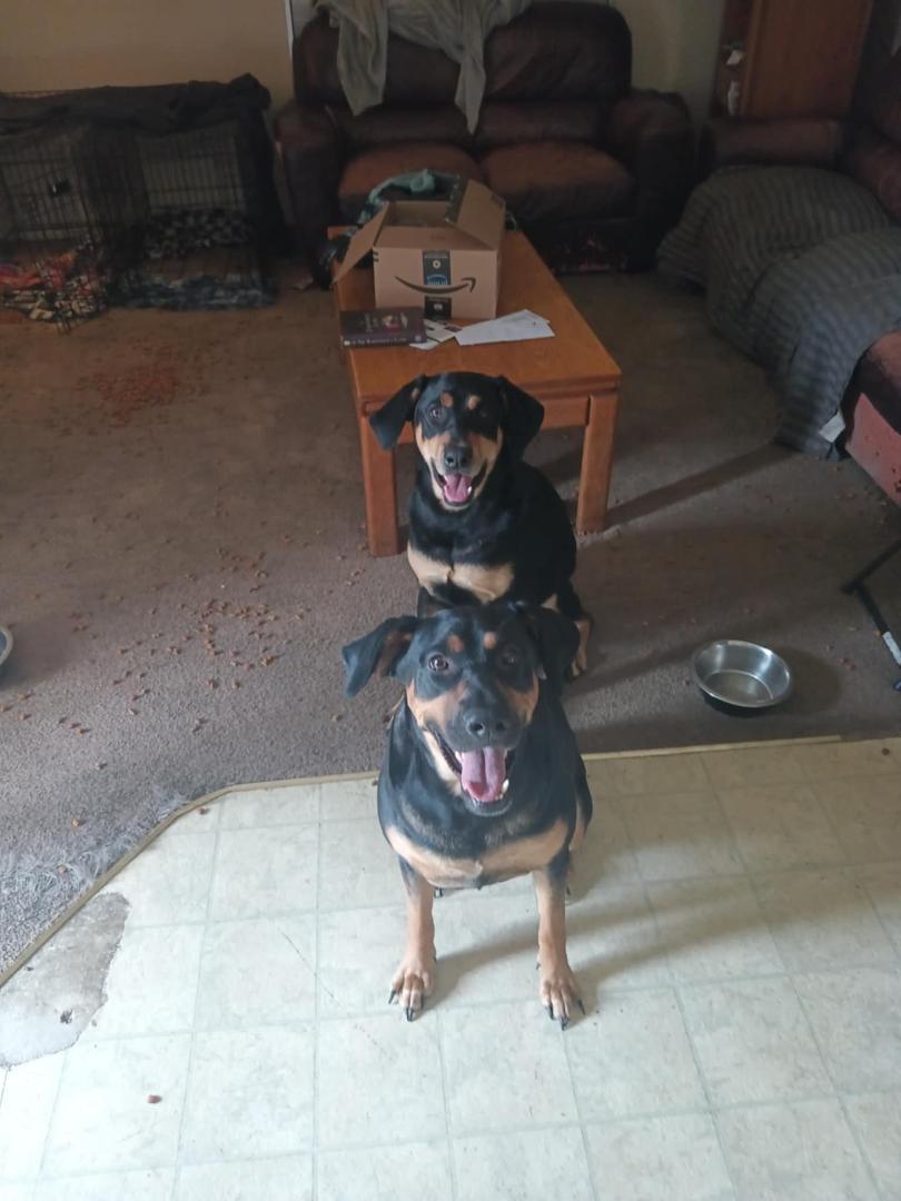 Sisters need a new home - shots & spay.
Looking for a new family together. Please share
Lilly and Lilith
2 years old
I am not able to care for the properly anymore. I had to change jobs and I can barley afford my place.