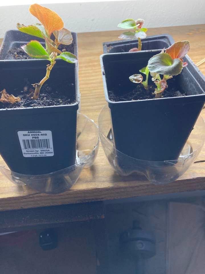 Good day to do some potting 🌼🌸🌺