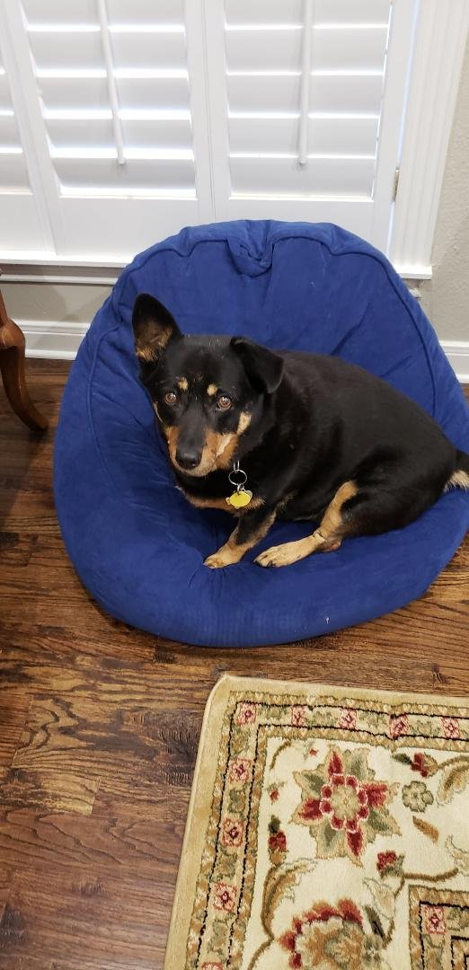 Tonight Cheryl and I had to put Feona asleep. She had been suffering from cancer and it had spread to her throat. She had been hospitalized for a couple of days but was getting worse. For those of you who knew her she was t