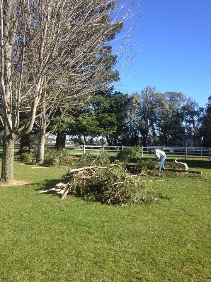 "LumberJack Joe" cleaning up the 50 ft. part of tree that fell on our property Tuesday. We think the tree is at least 90 ft tall. Glad it didn't fall on the house