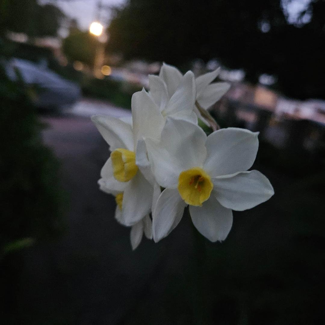 Early morning pictures of early morning flowers.