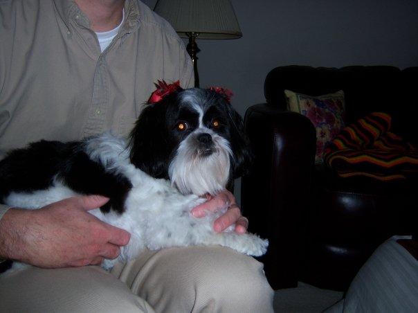 There's an Angel on my lap! :) (Our puppy Angel in 2008).