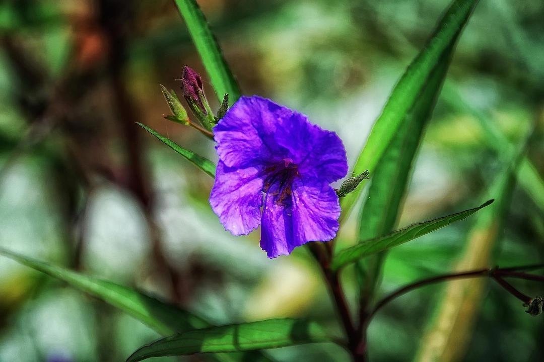 A flower from Lake Junaluska, NC