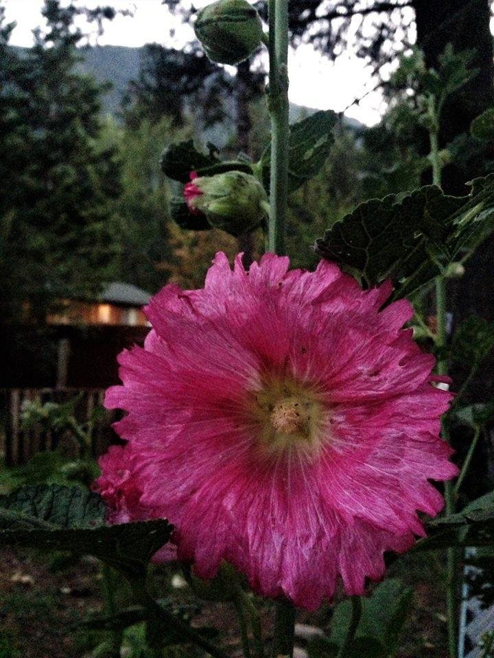 Beverly Wiese's album, Mobile Uploads