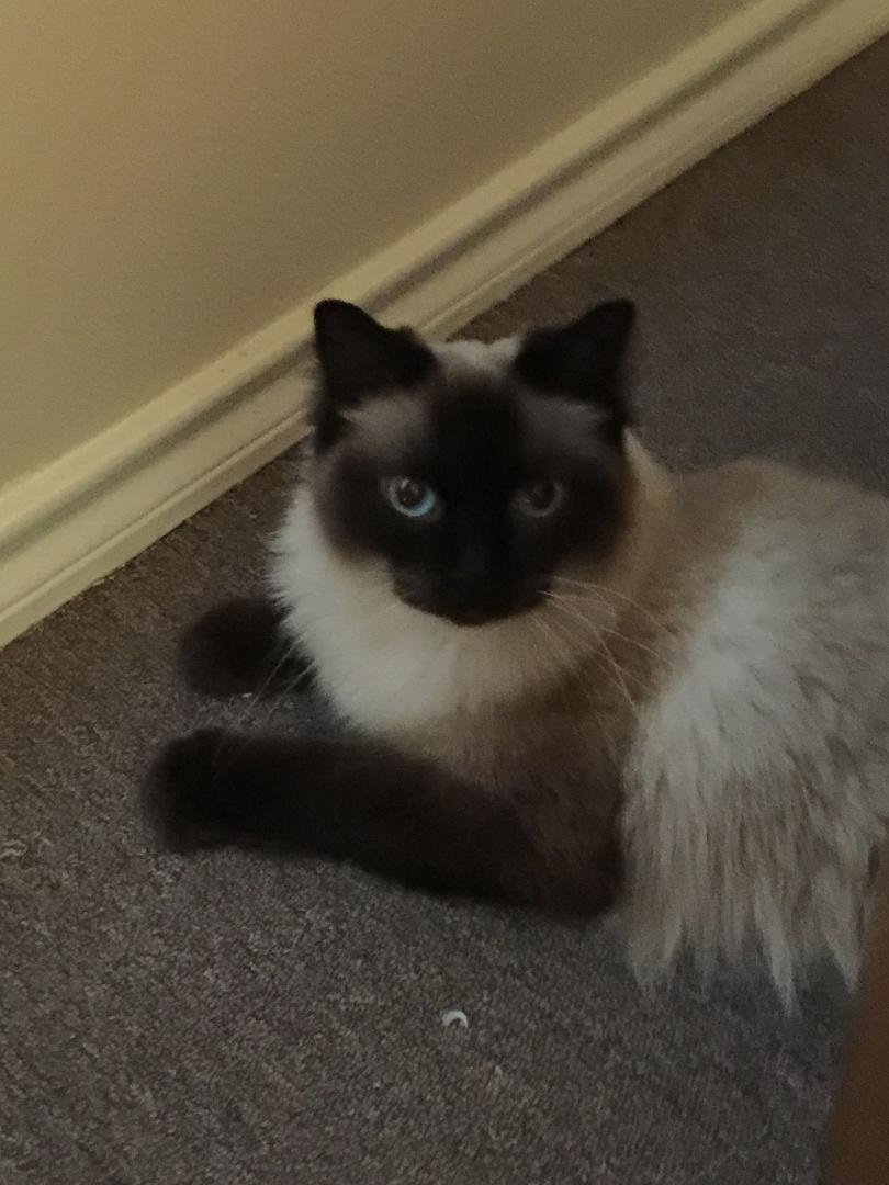 My new fur baby. She is a 2 year old Ragdoll.