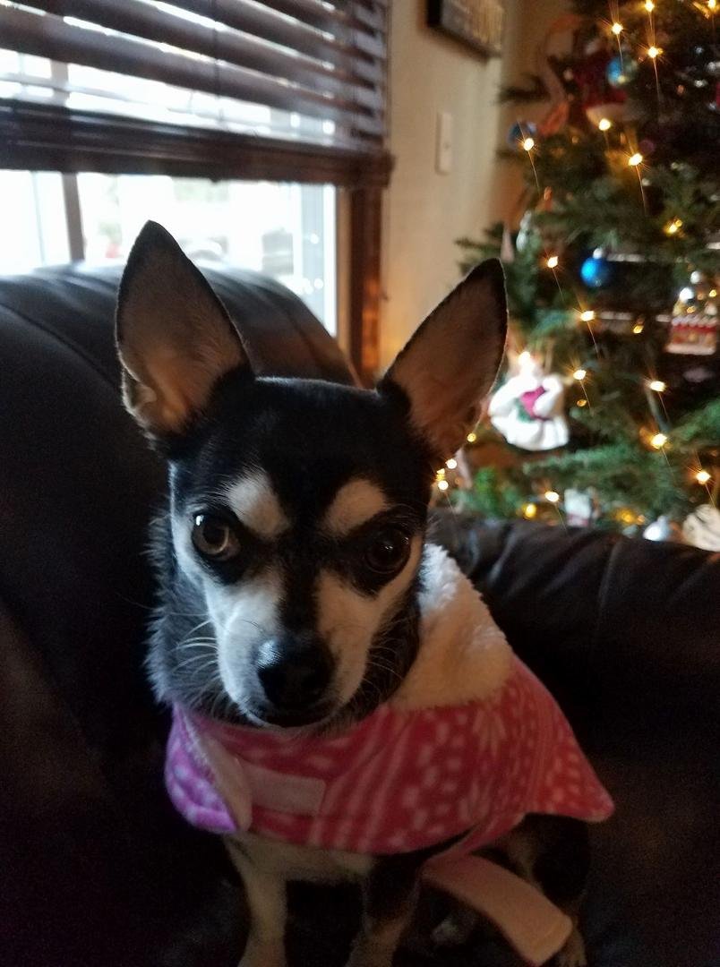 Bella says rerry rhristmas to everyone