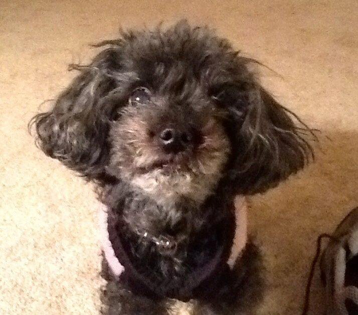 Sassy is having a bad Hair Day