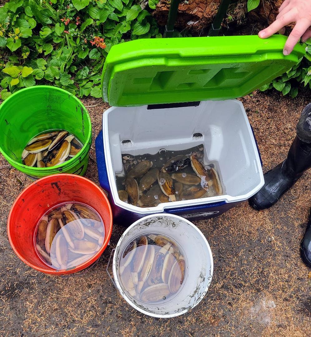We reached our limit on clams yesterday at Pacific Beach. Made for a tasty dinner (and many more to come).