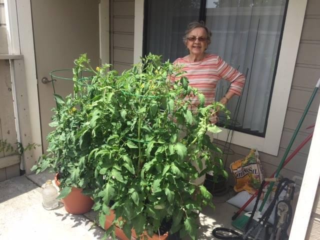Babci Hyla has quite a green thumb....maybe two.  Lots of free tomatoes available in Irvine soon.  Come and get 'em.