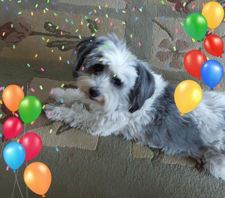 YAPPY 10TH BIRTHDAY IZZY!!!
My little sweetheart 💖🐾🐾