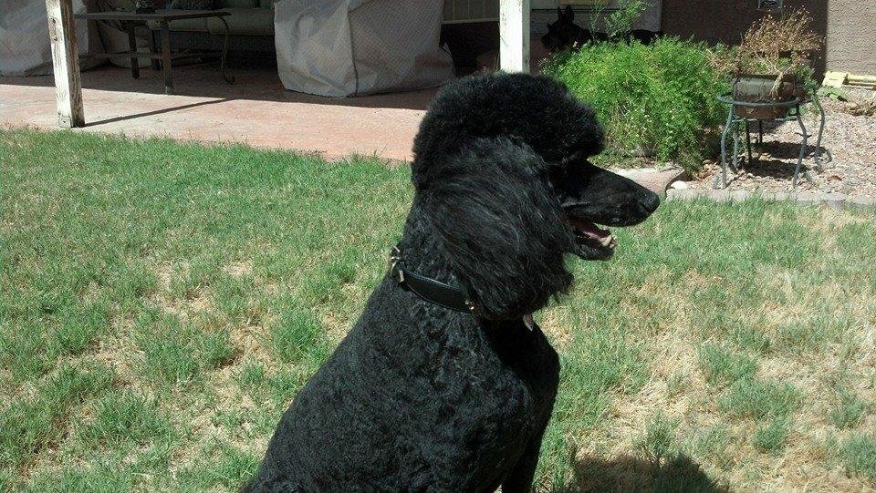 Monique looks much better with a shaved snout :)