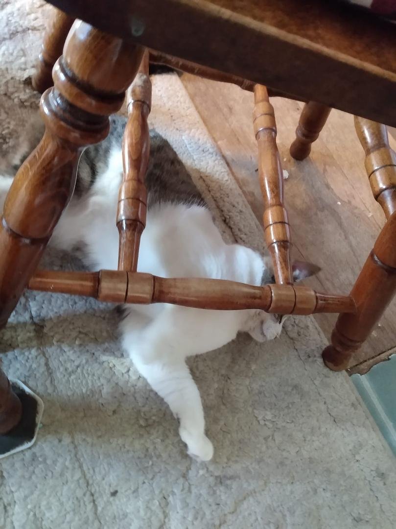 My silly cat