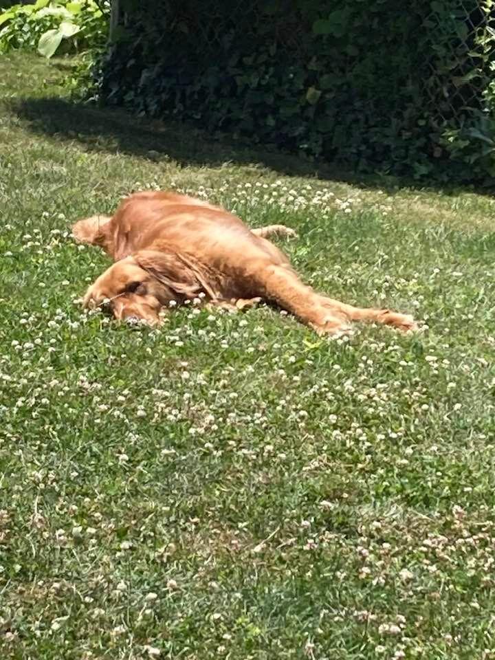 Golden sunbather