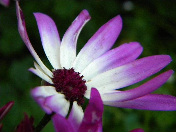 One of our daisies out front. I like the way it looks like it is lifting it's arms in the air to catch the sun