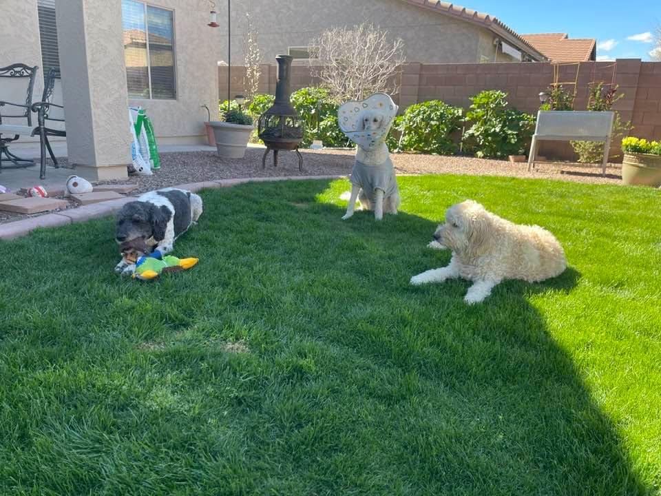 Last year.. Huckleberry Finn loves toys. Bonnie loves her balls. Lucy had surgery doodle boo-boo’s.. look at the Holly Hawks in the background. They grew 17 feet high hard to believe they grow in the desert..