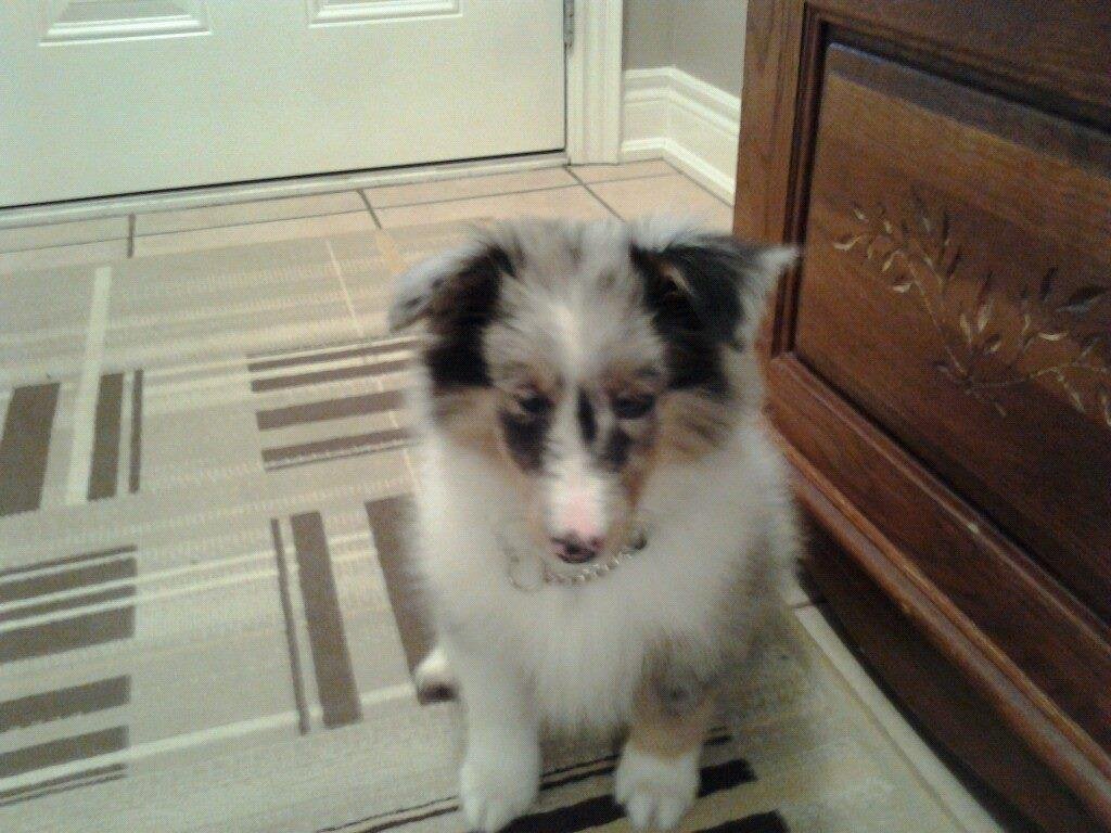 Our new addition