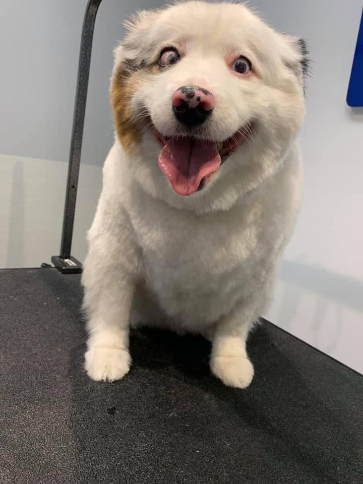 Baby dog went to the beauty parlor today!