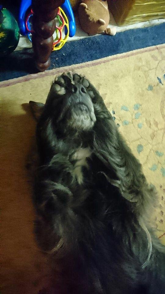 Feeling heartbroken, our gentle Tara just passed away. RIP we will miss you.