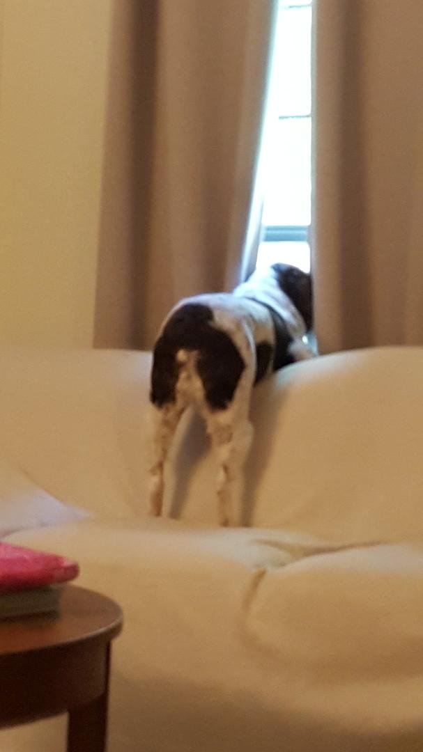 Guardian of the backyard. Squirrels beware.
