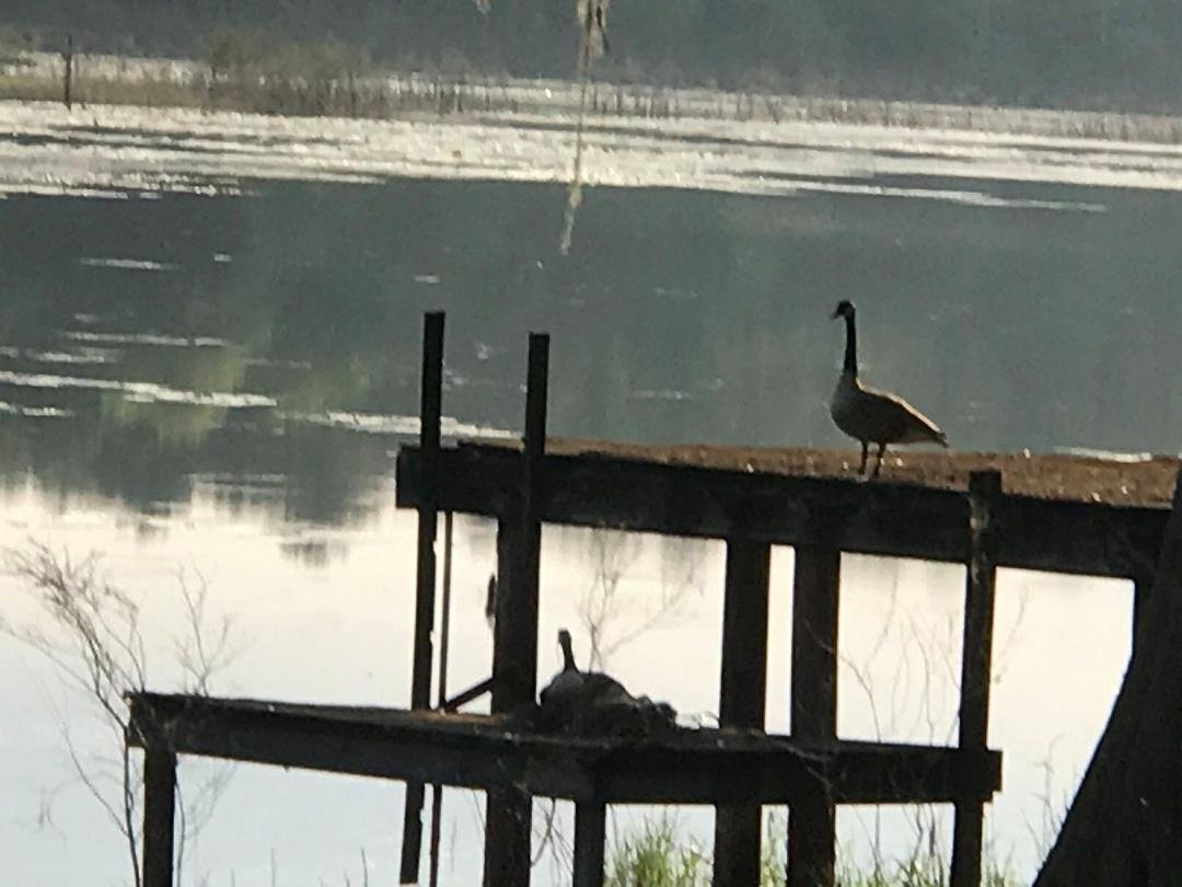 Sally hatched 5 goslings this morning as proud papa Harry looks on.  This pair showed up 5 years ago in November, then left in June.  They have been back every year since.  This was Sally's second nesting attempt, last year