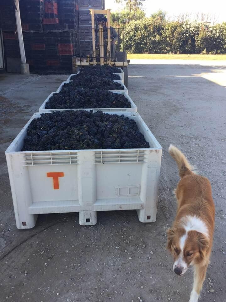 2018 Gamay Noir!