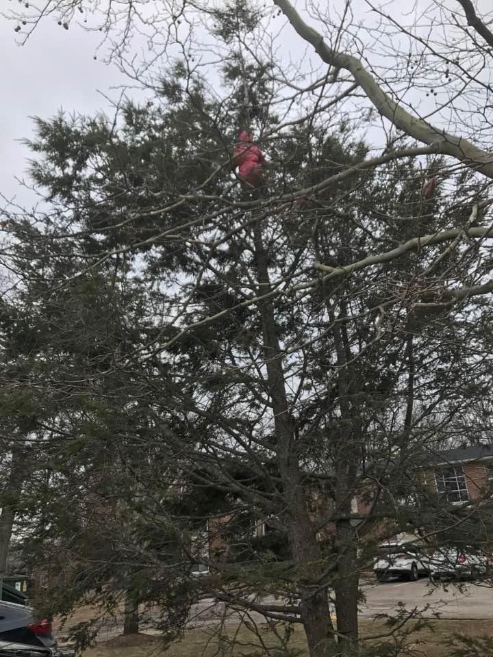 Of course she climbed it!