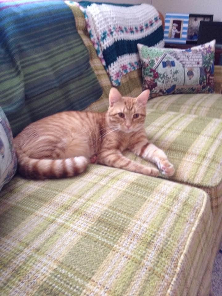 Our new addition to the family,his name is Pumpkin.
